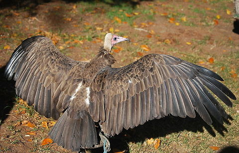 Hooded vulture sunbathing back A hooded vulture sunbathing at a bird show.

Dutch name: Kappengier Hooded Vulture,Necrosyrtes monachus