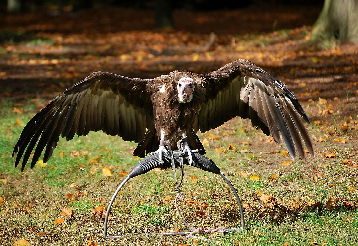Hooded vulture sunbathing front A hooded vulture sunbathing at a bird show.<br />
<br />
Dutch name: Kappengier Hooded Vulture,Necrosyrtes monachus