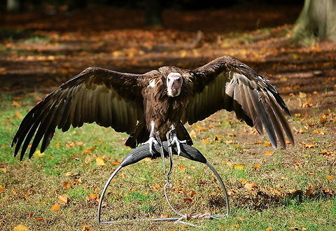 Hooded vulture sunbathing front A hooded vulture sunbathing at a bird show.

Dutch name: Kappengier Hooded Vulture,Necrosyrtes monachus