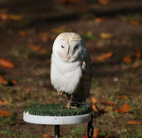 Relaxing Barn Owl A full belly and a nice autumn sun, time to lift a leg and do some relaxing. Barn Owl,Geotagged,The Netherlands,Tyto alba