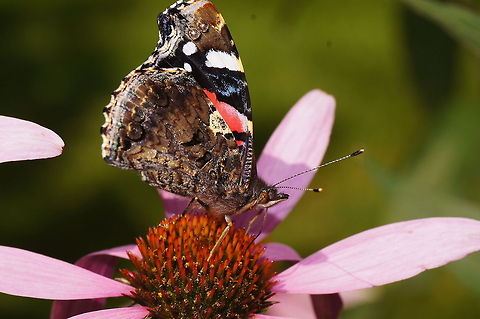 Red admiral on Echinacea Dutch name: Atalanta (Vanessa atalanta) op Echinacea Geotagged,Red Admiral,The Netherlands,Vanessa atalanta
