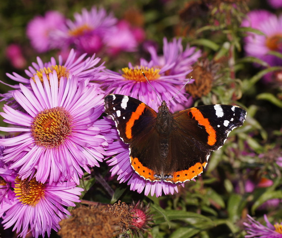 Red admiral on New York Aster Dutch name: Atalanta (Vanessa Atalanta) op Herfstaster (Symphyotrichum novi-belgii) Geotagged,Red Admiral,The Netherlands,Vanessa atalanta