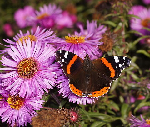 Red admiral on New York Aster Dutch name: Atalanta (Vanessa Atalanta) op Herfstaster (Symphyotrichum novi-belgii) Geotagged,Red Admiral,The Netherlands,Vanessa atalanta