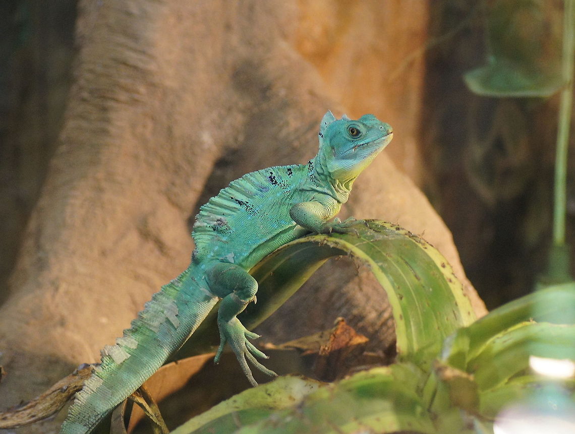 Jesus Lizard Mr. Jungledragon himself :) Basiliscus basiliscus,Common Basilisk,Geotagged,The Netherlands,oliemeulen