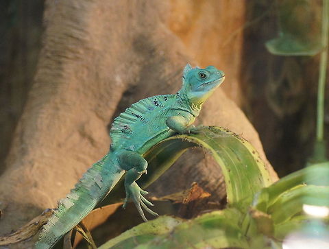 Jesus Lizard Mr. Jungledragon himself :) Basiliscus basiliscus,Common Basilisk,Geotagged,The Netherlands,oliemeulen