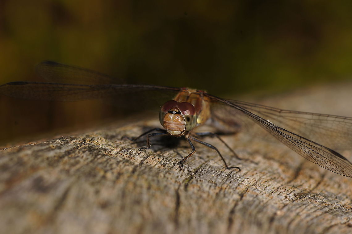 Common Darter Front Common Darter (Sympetrum striolatum). Be sure to view in HD.<br />
<br />
Dutch name: Bruinrode Heidelibel Common Darter,Geotagged,Sympetrum striolatum,The Netherlands