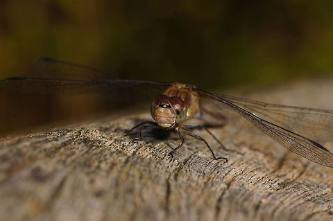 Common Darter Front Common Darter (Sympetrum striolatum). Be sure to view in HD.

Dutch name: Bruinrode Heidelibel Common Darter,Geotagged,Sympetrum striolatum,The Netherlands