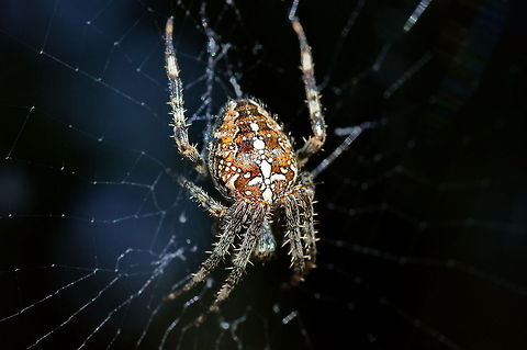 Cross Orbweaver  Araneus diadematus,European garden spider,Geotagged,The Netherlands