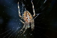 Cross Orbweaver  Araneus diadematus,European garden spider,Geotagged,The Netherlands