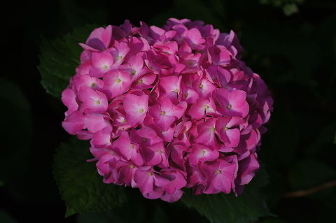Bigleaf Hydrangea  Austria,Bigleaf hydrangea,Geotagged,Hydrangea macrophylla