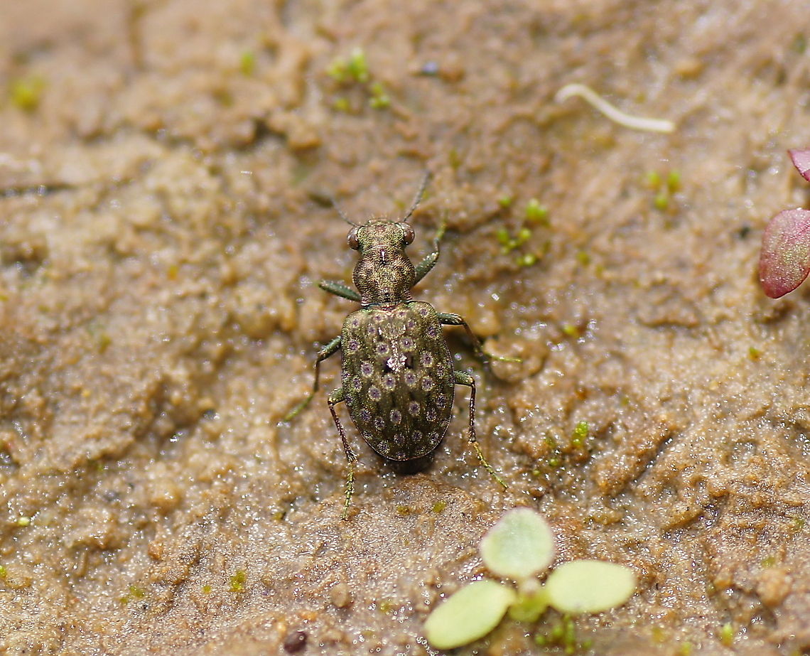 Bankwalker After spending about 15 minutes in a squat position on a muddy bank chasing these restless, fast moving and shy beetles I gave up. This was the best picture I got (still happy with it). So far these beetles are the most difficult subjects I have encountered, but the colors are really worth the effort.<br />
<br />
Dutch name: Overloopkever Elaphrus riparius,Geotagged,The Netherlands