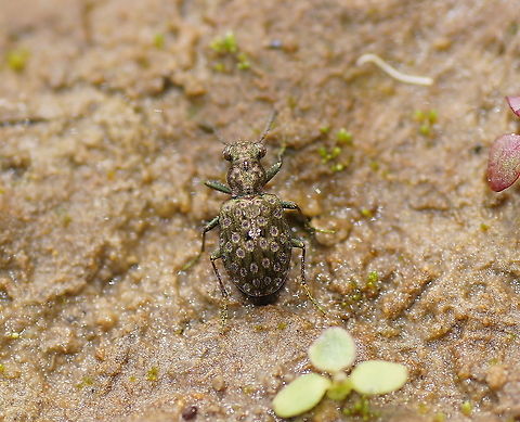 Bankwalker After spending about 15 minutes in a squat position on a muddy bank chasing these restless, fast moving and shy beetles I gave up. This was the best picture I got (still happy with it). So far these beetles are the most difficult subjects I have encountered, but the colors are really worth the effort.

Dutch name: Overloopkever Elaphrus riparius,Geotagged,The Netherlands