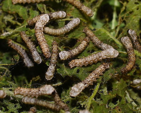 Silkworm 3th instar These silk worm caterpillars are part of a live display in the Alphonse Daudet (a French novelist) museum. The museum is mainly about the life on a farm in the Ardèche area (south east France) in the 19th century. Bombyx mori,France,Geotagged,Summer,bombix mori