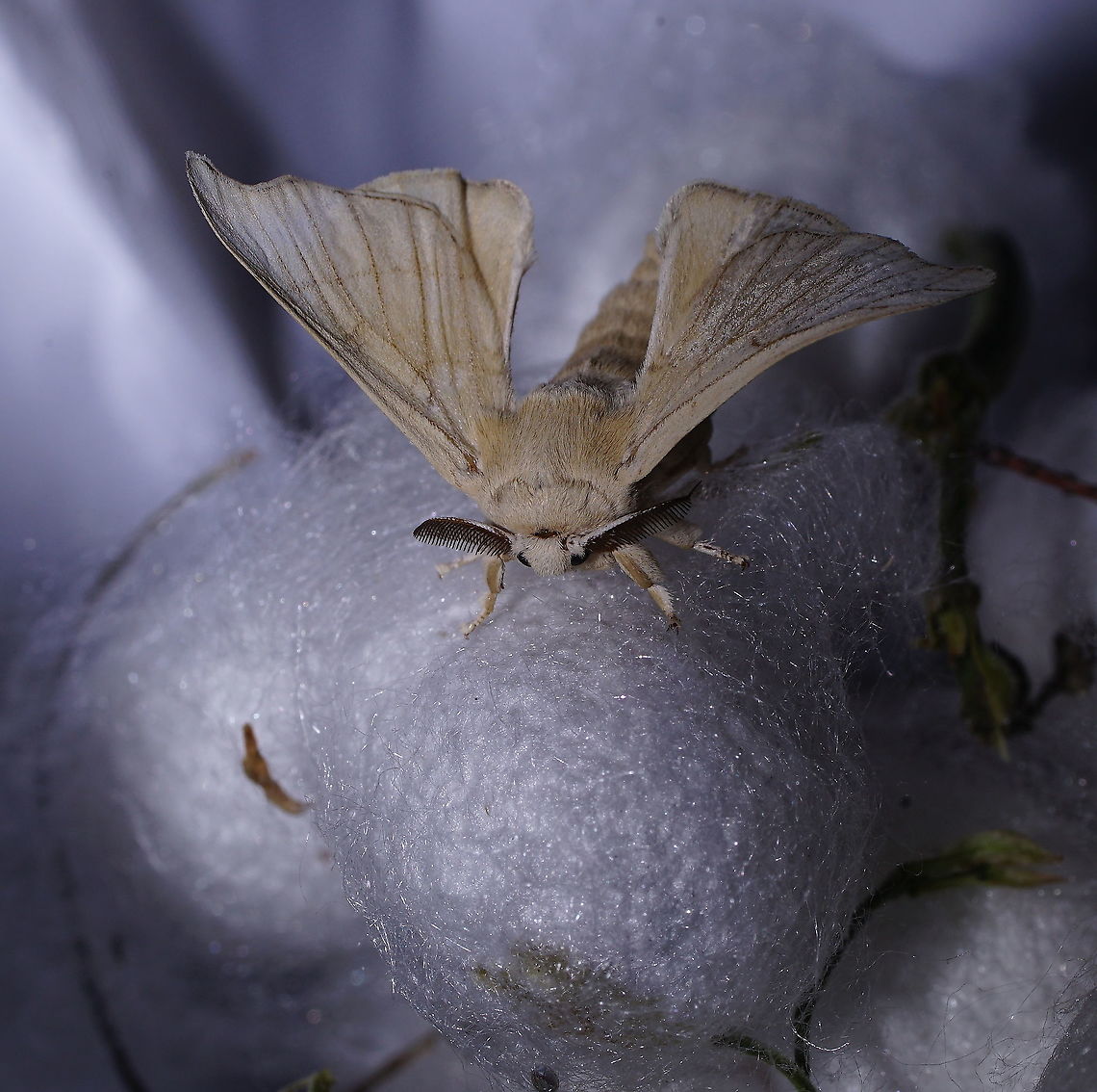 Silk moth adult Arguably the most famous moth, the silk moth. In 5000 years of breeding, it&#039;s lost his pigment and ability to fly. <br />
<br />
These silk worm caterpillars are part of a live display in the Alphonse Daudet (a French novelist) museum. The museum is mainly about the life on a farm in the Ard&egrave;che area (south east France) in the 19th century.<br />
<br />
Silkworm:<figure class="photo"><a href="https://www.jungledragon.com/image/99128/silkworm_4th_instar.html" title="Silkworm 4th instar"><img src="https://s3.amazonaws.com/media.jungledragon.com/images/134/99128_thumb.JPG?AWSAccessKeyId=05GMT0V3GWVNE7GGM1R2&Expires=1767225610&Signature=cEyPyaqpsiKnpoXJNkLkCkjNDVM%3D" width="200" height="118" alt="Silkworm 4th instar A 4th stage instar silk moth caterpillar. Here it feeds on it&#039;s food of choice, morus alba (white mulberry) leaves. In it&#039;s life a single caterpillar consumes about 1,5kg of morus leaves. At the farm there is an orchard growing morus trees, providing leaves for the caterpillars.<br />
<br />
These silk worm caterpillars are part of a live display in the Alphonse Daudet (a French novelist) museum. The museum is mainly about the life on a farm in the Ard&egrave;che area (south east France) in the 19th century. <br />
Growing silkworms in the south of France took off in the 16&#039;s after French soil scientist Olivier de Serres published a book about growing silk worms and morus trees. The morus tree grows well in the warm climate of southern France. Growing silkworms was an important economic activity for the area until the P&eacute;brine disease around the year 1865 devastated the silk worm population. Biologist Louis Pasteur was send in to investigate and found a system for recognising infected moths in 1870, but the growing of silk worms never fully recovered. The farm this museum is located in was left by the Baudet family after the 1865 P&eacute;brine disease.<br />
<br />
Adult:<br />
https://www.jungledragon.com/image/99127/silk_moth_adult.html<br />
<br />
Morus Alba trees orchard:<br />
https://www.jungledragon.com/image/99130/morus_alba_mulberry_trees.html<br />
 Bombyx mori,France,Geotagged,Summer,bombix mori,silkworm" /></a></figure> Bombyx mori,France,Geotagged,Summer,bombix mori
