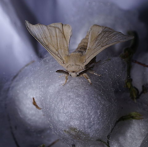 Silk moth adult Arguably the most famous moth, the silk moth. In 5000 years of breeding, it's lost his pigment and ability to fly. 

These silk worm caterpillars are part of a live display in the Alphonse Daudet (a French novelist) museum. The museum is mainly about the life on a farm in the Ard&egrave;che area (south east France) in the 19th century.

Silkworm:https://www.jungledragon.com/image/99128/silkworm_4th_instar.html Bombyx mori,France,Geotagged,Summer,bombix mori
