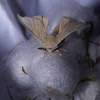 Silk moth adult Arguably the most famous moth, the silk moth. In 5000 years of breeding, it's lost his pigment and ability to fly. <br />
<br />
These silk worm caterpillars are part of a live display in the Alphonse Daudet (a French novelist) museum. The museum is mainly about the life on a farm in the Ardèche area (south east France) in the 19th century.<br />
<br />
Silkworm:https://www.jungledragon.com/image/99128/silkworm_4th_instar.html Bombyx mori,France,Geotagged,Summer,bombix mori
