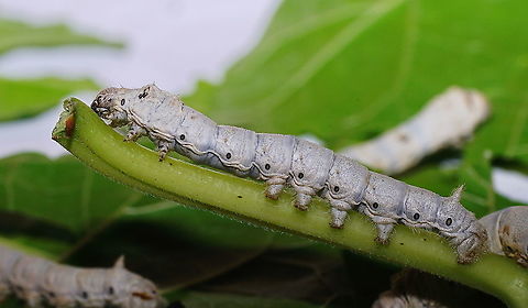 Silkworm 4th instar A 4th stage instar silk moth caterpillar. Here it feeds on it's food of choice, morus alba (white mulberry) leaves. In it's life a single caterpillar consumes about 1,5kg of morus leaves. At the farm there is an orchard growing morus trees, providing leaves for the caterpillars.

These silk worm caterpillars are part of a live display in the Alphonse Daudet (a French novelist) museum. The museum is mainly about the life on a farm in the Ard&egrave;che area (south east France) in the 19th century. 
Growing silkworms in the south of France took off in the 16's after French soil scientist Olivier de Serres published a book about growing silk worms and morus trees. The morus tree grows well in the warm climate of southern France. Growing silkworms was an important economic activity for the area until the P&eacute;brine disease around the year 1865 devastated the silk worm population. Biologist Louis Pasteur was send in to investigate and found a system for recognising infected moths in 1870, but the growing of silk worms never fully recovered. The farm this museum is located in was left by the Baudet family after the 1865 P&eacute;brine disease.

Adult:
https://www.jungledragon.com/image/99127/silk_moth_adult.html

Morus Alba trees orchard:
https://www.jungledragon.com/image/99130/morus_alba_mulberry_trees.html
 Bombyx mori,France,Geotagged,Summer,bombix mori,silkworm