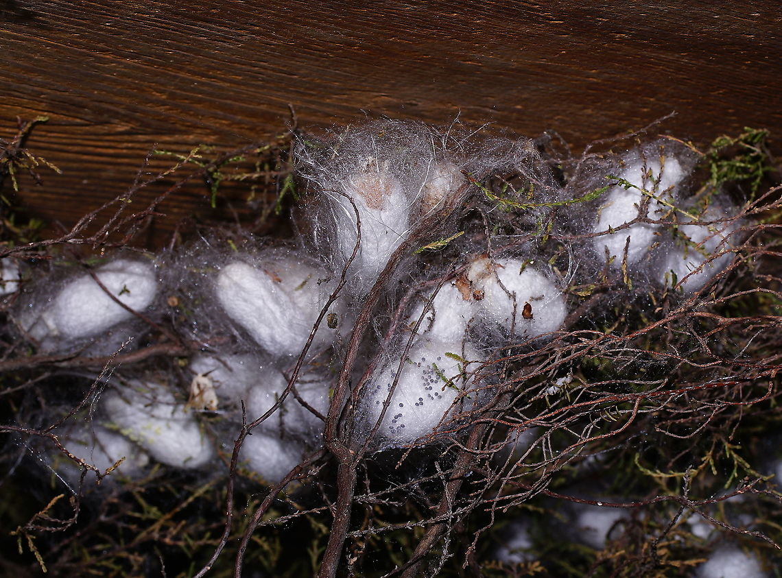 Silk moth cocoons The cocoons of the silk moth. The thread from a mulberry cocoon ,when unwound, can be 900 metres long. Over 50,000 cocoons are needed to make 1 kg of silk.<br />
A cycle from egg to adult takes about 35 days, depending on climate.<br />
<br />
These silk worm caterpillars are part of a live display in the Alphonse Daudet (a French novelist) museum. The museum is mainly about the life on a farm in the Ard&egrave;che area (south east France) in the 19th century.<br />
<br />
Silk moth adult:<br />
<figure class="photo"><a href="https://www.jungledragon.com/image/99127/silk_moth_adult.html" title="Silk moth adult"><img src="https://s3.amazonaws.com/media.jungledragon.com/images/134/99127_thumb.JPG?AWSAccessKeyId=05GMT0V3GWVNE7GGM1R2&Expires=1763596810&Signature=1GSZE9igoHOXvSMr2%2BgbcghhrM4%3D" width="200" height="200" alt="Silk moth adult Arguably the most famous moth, the silk moth. In 5000 years of breeding, it&#039;s lost his pigment and ability to fly. <br />
<br />
These silk worm caterpillars are part of a live display in the Alphonse Daudet (a French novelist) museum. The museum is mainly about the life on a farm in the Ard&egrave;che area (south east France) in the 19th century.<br />
<br />
Silkworm:https://www.jungledragon.com/image/99128/silkworm_4th_instar.html Bombyx mori,France,Geotagged,Summer,bombix mori" /></a></figure> Bombyx mori,France,Geotagged,Summer,bombix mori,silkmoth