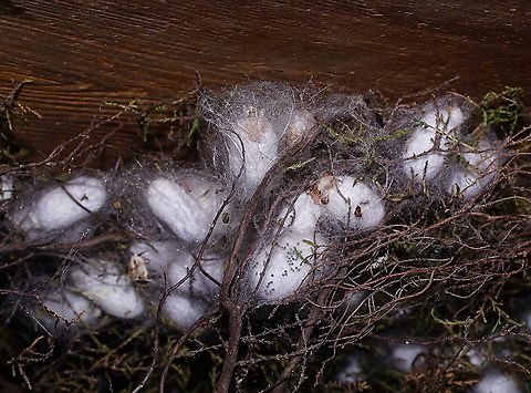 Silk moth cocoons The cocoons of the silk moth. The thread from a mulberry cocoon ,when unwound, can be 900 metres long. Over 50,000 cocoons are needed to make 1 kg of silk.
A cycle from egg to adult takes about 35 days, depending on climate.

These silk worm caterpillars are part of a live display in the Alphonse Daudet (a French novelist) museum. The museum is mainly about the life on a farm in the Ardèche area (south east France) in the 19th century.

Silk moth adult:
https://www.jungledragon.com/image/99127/silk_moth_adult.html Bombyx mori,France,Geotagged,Summer,bombix mori,silkmoth