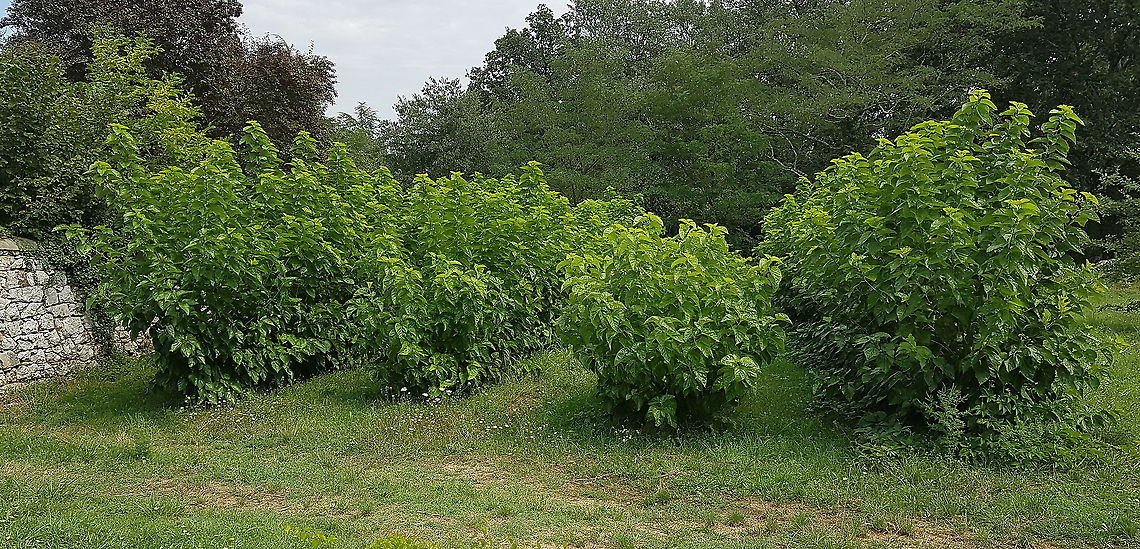 Morus Alba (mulberry) trees Morus alba trees used to harvest leaves for silk moths to feed on. Young silkworms need soft new leaves because their jaws aren't as strong yet. Silk moths can live on some other leaves as well, but morus is their favourite. An additional benefit is that morus trees are fast growing. Because Morus alba trees prefer warmer climates, growing silkworms is also bound to warmer climates.<br />
<br />
<br />
Silkworm eating these morus leaves:<br />
<figure class="photo"><a href="https://www.jungledragon.com/image/99128/silkworm_4th_instar.html" title="Silkworm 4th instar"><img src="https://s3.amazonaws.com/media.jungledragon.com/images/134/99128_thumb.JPG?AWSAccessKeyId=05GMT0V3GWVNE7GGM1R2&Expires=1759968010&Signature=UIL9WnRgr5js18nWXZdYC7myDWs%3D" width="200" height="118" alt="Silkworm 4th instar A 4th stage instar silk moth caterpillar. Here it feeds on it's food of choice, morus alba (white mulberry) leaves. In it's life a single caterpillar consumes about 1,5kg of morus leaves. At the farm there is an orchard growing morus trees, providing leaves for the caterpillars.<br />
<br />
These silk worm caterpillars are part of a live display in the Alphonse Daudet (a French novelist) museum. The museum is mainly about the life on a farm in the Ardèche area (south east France) in the 19th century. <br />
Growing silkworms in the south of France took off in the 16's after French soil scientist Olivier de Serres published a book about growing silk worms and morus trees. The morus tree grows well in the warm climate of southern France. Growing silkworms was an important economic activity for the area until the Pébrine disease around the year 1865 devastated the silk worm population. Biologist Louis Pasteur was send in to investigate and found a system for recognising infected moths in 1870, but the growing of silk worms never fully recovered. The farm this museum is located in was left by the Baudet family after the 1865 Pébrine disease.<br />
<br />
Adult:<br />
https://www.jungledragon.com/image/99127/silk_moth_adult.html<br />
<br />
Morus Alba trees orchard:<br />
https://www.jungledragon.com/image/99130/morus_alba_mulberry_trees.html<br />
Bombyx mori,France,Geotagged,Summer,bombix mori,silkworm" /></a></figure><br />
France,Geotagged,Morus alba,Summer