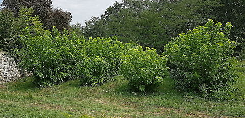 Morus Alba (mulberry) trees Morus alba trees used to harvest leaves for silk moths to feed on. Young silkworms need soft new leaves because their jaws aren't as strong yet. Silk moths can live on some other leaves as well, but morus is their favourite. An additional benefit is that morus trees are fast growing. Because Morus alba trees prefer warmer climates, growing silkworms is also bound to warmer climates.


Silkworm eating these morus leaves:
https://www.jungledragon.com/image/99128/silkworm_4th_instar.html
 France,Geotagged,Morus alba,Summer