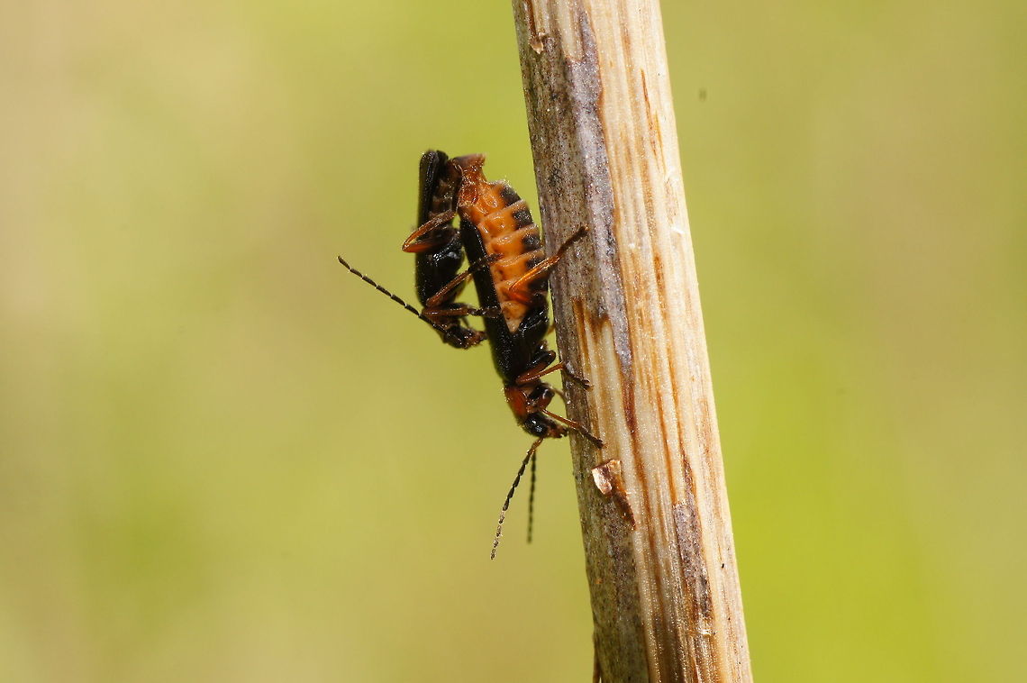 Mating black Soldier beetles One of the many species of Soldier Beetles with black elytra.<br />
Previous IDs on this photo include C.rustica and C.nigricans but it is neither of those. Cantharidae,Cantharis,Cantharis cf. nigra,Cantharis nigra,Geotagged,The Netherlands
