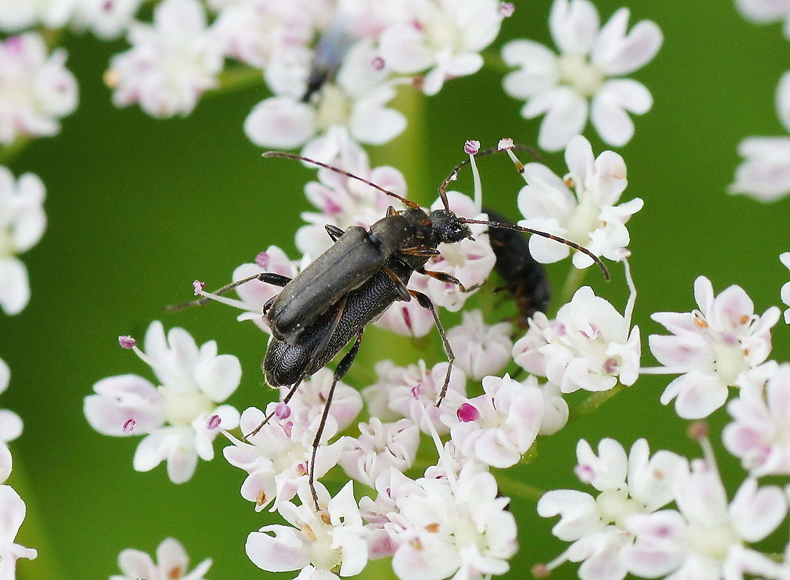 Mating blossom longhorn beetles Grammoptera ruficornis<br />
<br />
Dutch name: Gewone bloesemboktor. Grammoptera ruficornis Geotagged,Grammoptera ruficornis,Longhorn beetle,The Netherlands