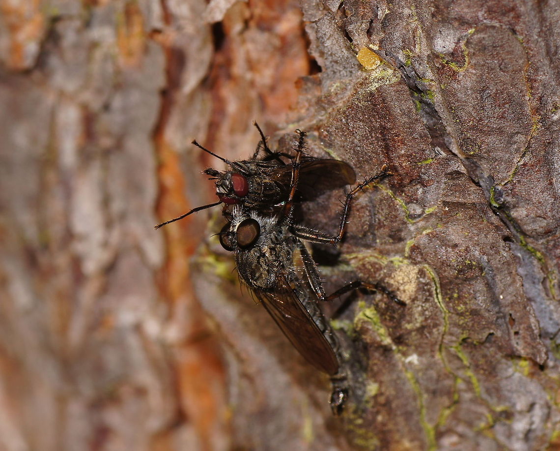 Machimus atricapillus with prey I was very happy to encounter this scene. Geotagged,Machimus atricapillus,The Netherlands