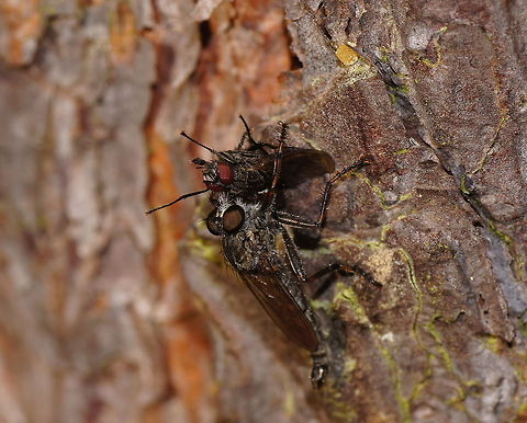 Machimus atricapillus with prey I was very happy to encounter this scene. Geotagged,Machimus atricapillus,The Netherlands
