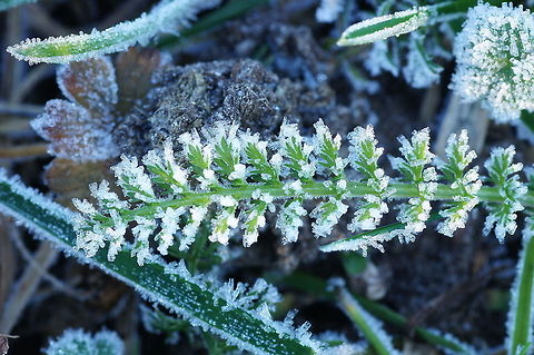 Frosted thousandleaf After a cold winter night this millefolium was covered by ice crystals.
Be sure to watch it in HD mode.

Colors are a bit blueish because the white balance was wrong (forgot to set it of the sun mode).
Dutch name: Duizendblad (Achillea millefolium) Achillea millefolium,Common yarrow,Geotagged,The Netherlands