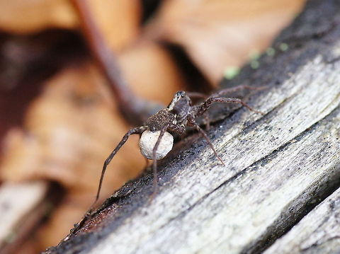 Blacktail wolfspider rear-view Looking from above I thought the egg sac was rather flat, but with this side view I could see that it is round and bigger then I thought.
After the eggs hatch the little hatchlings spend some time sitting on the back of mom.

Dutch name: Zwartstaartboswolfspin (Pardosa lugubris)
No wiki :( Geotagged,Pardosa lugubris,Parental care,The Netherlands