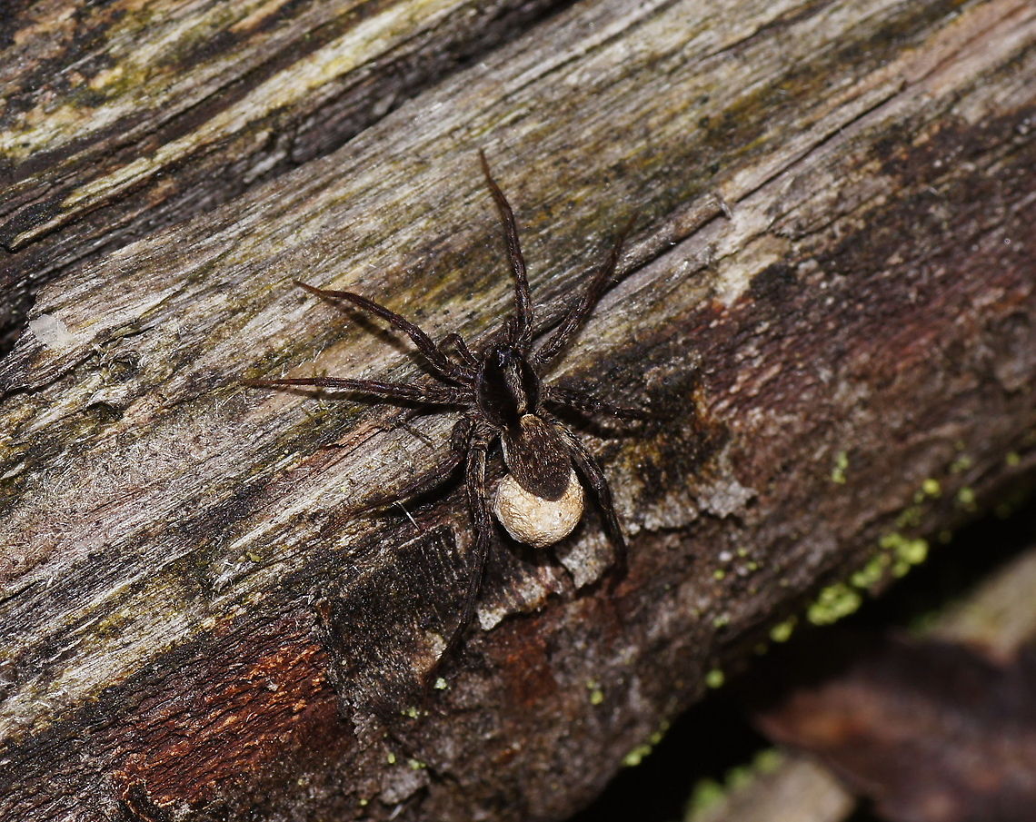 Blacktail wolfspider top-view Dutch name: Zwartstaartboswolfspin (Pardosa lugubris)<br />
No wiki :( Blacktail Wolf Spider,Geotagged,Pardosa lugubris,Parental care,The Netherlands