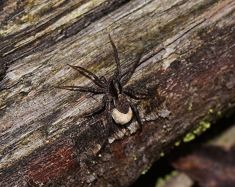 Blacktail wolfspider top-view Dutch name: Zwartstaartboswolfspin (Pardosa lugubris)
No wiki :( Blacktail Wolf Spider,Geotagged,Pardosa lugubris,Parental care,The Netherlands