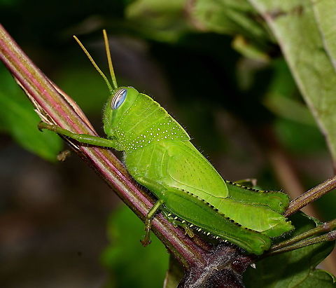 Egyptian grashopper nymph I find this one of the better looking insects. Bright green suit, colourful eyes, spikes and a diamond encrusted collar to finish the picture. Anacridium aegyptium,Egyptian Locust,France,Geotagged,Summer