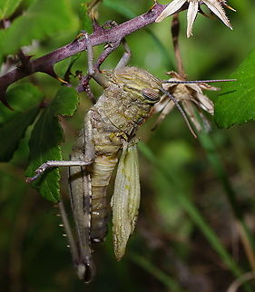 Egyptian grashopper under wasp attack The grasshopper has only just moulted and wasps have already chewed off it's left wing and right leg. At the moment of the photo the wasps are busy on the ground cutting up it's severed right leg, after which they will continue at the grasshoppers bottom and slowly eating their way through it's intestines, with the grashopper still being alive experiencing the horror. 
I see insects getting eaten all the time, but this scene made me sad because this poor young grasshopper never got any chance to spread its wings and fly away. It's adult life is only pain from start to end.

From a biological view, the wasps are the good guys for keeping the locust population in check. Anacridium aegyptium,Egyptian Locust,France,Geotagged,Summer
