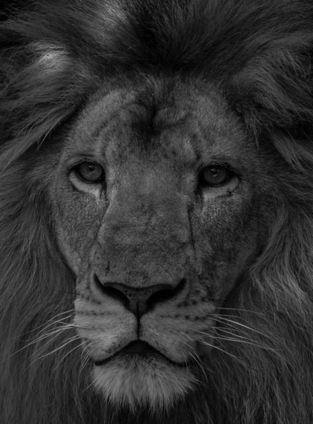 Hungry Lion Shot at Busch Gardens in Tampa, Florida. Safari on a budget! Lion,Panthera leo,lion