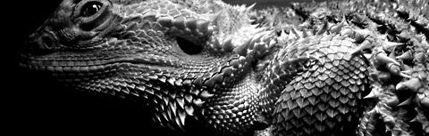 Bearded Dragon Bearded Dragon Central bearded dragon,Pogona vitticeps