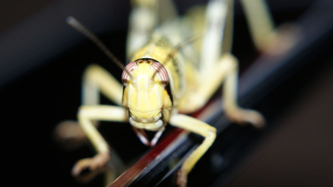 Locus  Brown Spotted Locust,Cyrtacanthacris tatarica