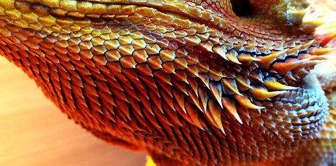 Bearded Dragon  Central bearded dragon,Pogona vitticeps