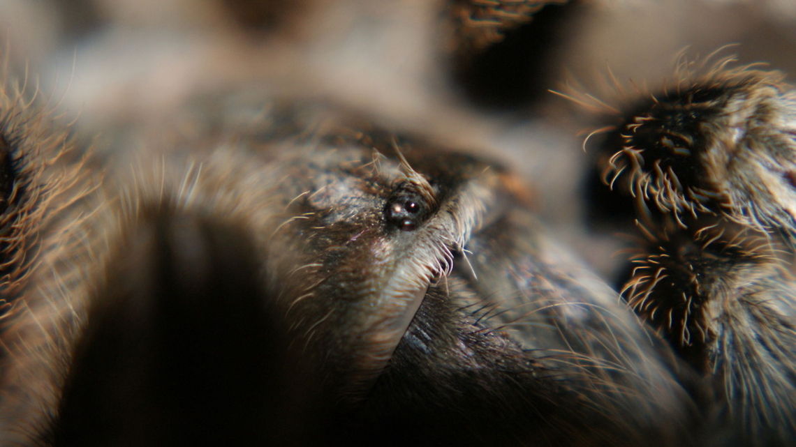 Spider