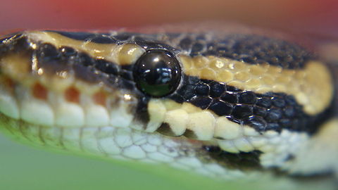 Snake  Ball python,Python regius