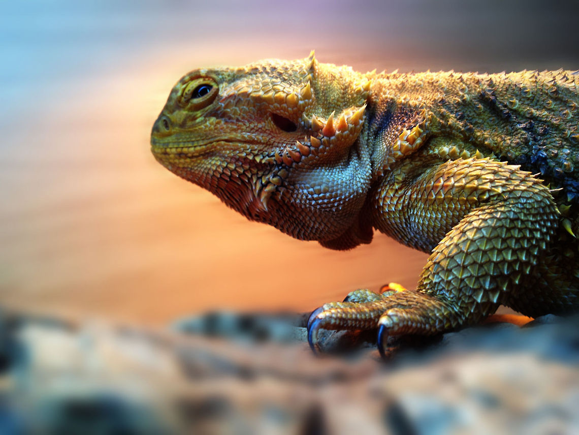 Bearded Dragon  Central bearded dragon,Pogona vitticeps