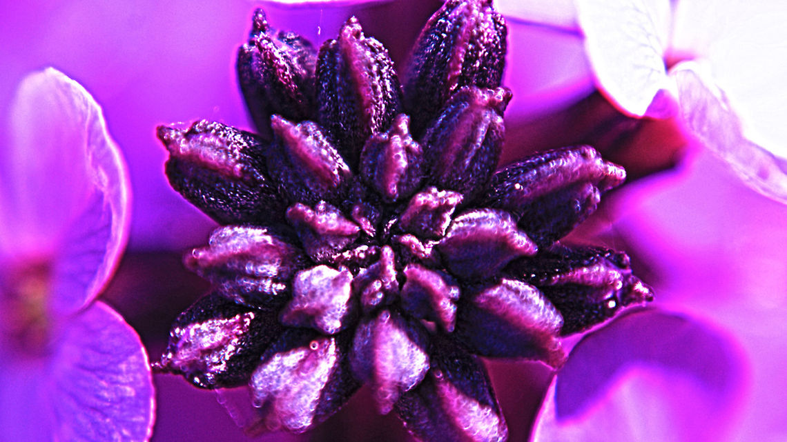 Flower Passion Purple flowering plant, low covering and spreads Hesperis matronalis