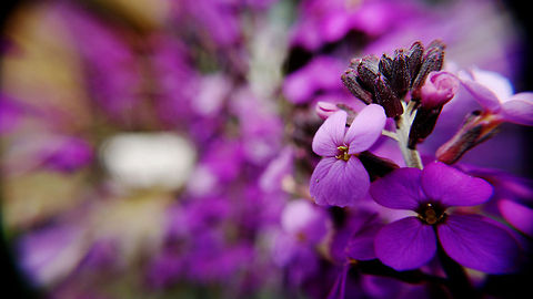 Flower Passion Purple Flowers Hesperis matronalis