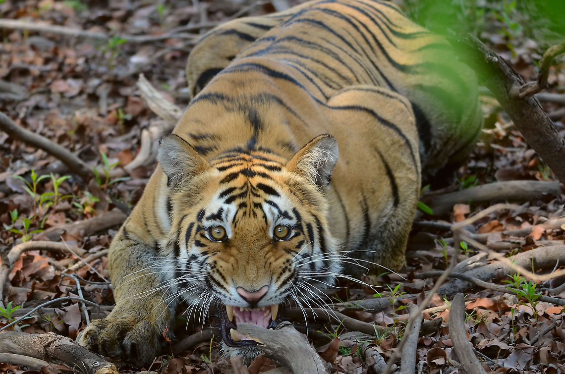 Close Encounter After roaming around in open Gypsy for couple of hours and enjoying the best of wildlife, we quite never expected that a majestic male tiger was waiting for us. <br />
<br />
This angry looking fellow, seem to have quenched his thirst &amp; getting ready for a kill. He had positioned himself and we accidentally came in its way. He gave us the look, growled out in a threatening way and charged on us. <br />
<br />
We were at his mercy, fortunately he shifted away and went other way. We didn&#039;t react at all, cause we were stunned anyway. <br />
<br />
It was a close escape, all in less than 20 secs. The most thrilling experience ever. Geotagged,India,Panthera tigris,Tadoba,Tiger,aggressive,angry,attacking,charge,environment,forest,gesture,grawl,horizontal,hunting,indian,jungle,natural,posture,teeth