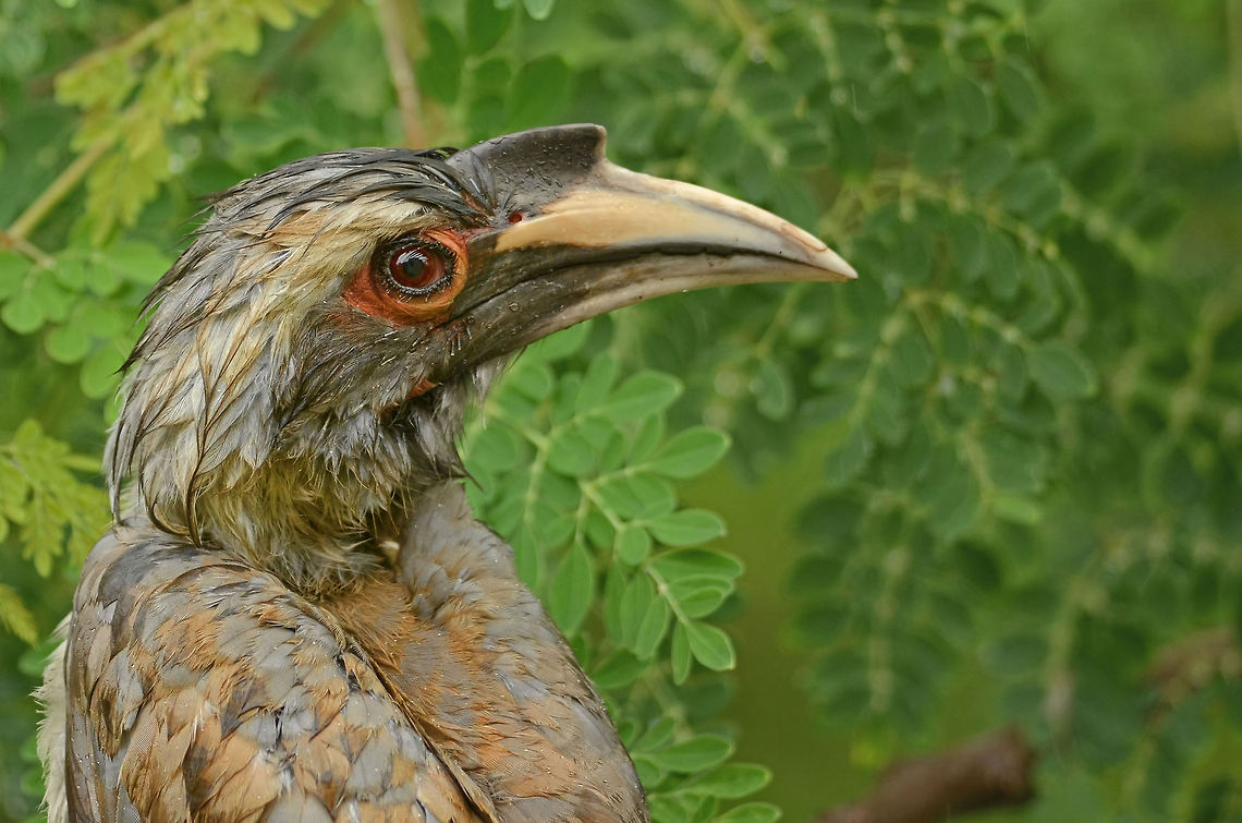 Grey Hornbill This photo was taken on Aug 23, 2013 during monsoon. The description below is in that context.<br />
This chap visited me after a long time.<br />
It was raining since early morning &amp; I was getting ready to go off to work.<br />
I saw this horn bill just land next to my window.<br />
 <br />
It started with quickly mounting the lens. It was raining still and was pretty overcast.<br />
My subject was in green, I dialed -2/3 exposure and went for a few clicks.<br />
Darn all came out blur. I knew I will not get more shot so I had to quickly increase ISO and had a series again.<br />
Total 7 shots and the bird flew back again.<br />
 <br />
If it was not my Nikon D7000 and Nikon 300 F4 AF-S it would have been tough. Each time I use it, I love it ! Grey,India,Indian,Indian Grey Hornbill,Nagpur,Ocyceros birostris,avian,bill,bird,color,eye,eyes,fauna,feathers,horizontal,hornbill,monsoon,natural,overcast,raining
