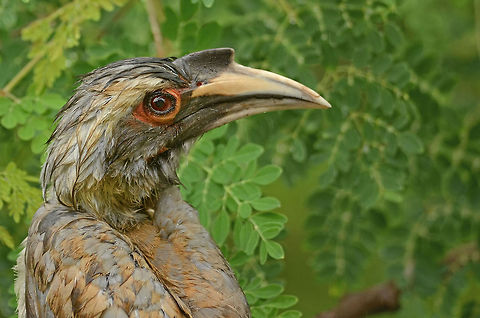 Grey Hornbill This photo was taken on Aug 23, 2013 during monsoon. The description below is in that context.
This chap visited me after a long time.
It was raining since early morning & I was getting ready to go off to work.
I saw this horn bill just land next to my window.
 
It started with quickly mounting the lens. It was raining still and was pretty overcast.
My subject was in green, I dialed -2/3 exposure and went for a few clicks.
Darn all came out blur. I knew I will not get more shot so I had to quickly increase ISO and had a series again.
Total 7 shots and the bird flew back again.
 
If it was not my Nikon D7000 and Nikon 300 F4 AF-S it would have been tough. Each time I use it, I love it ! Grey,India,Indian,Indian Grey Hornbill,Nagpur,Ocyceros birostris,avian,bill,bird,color,eye,eyes,fauna,feathers,horizontal,hornbill,monsoon,natural,overcast,raining