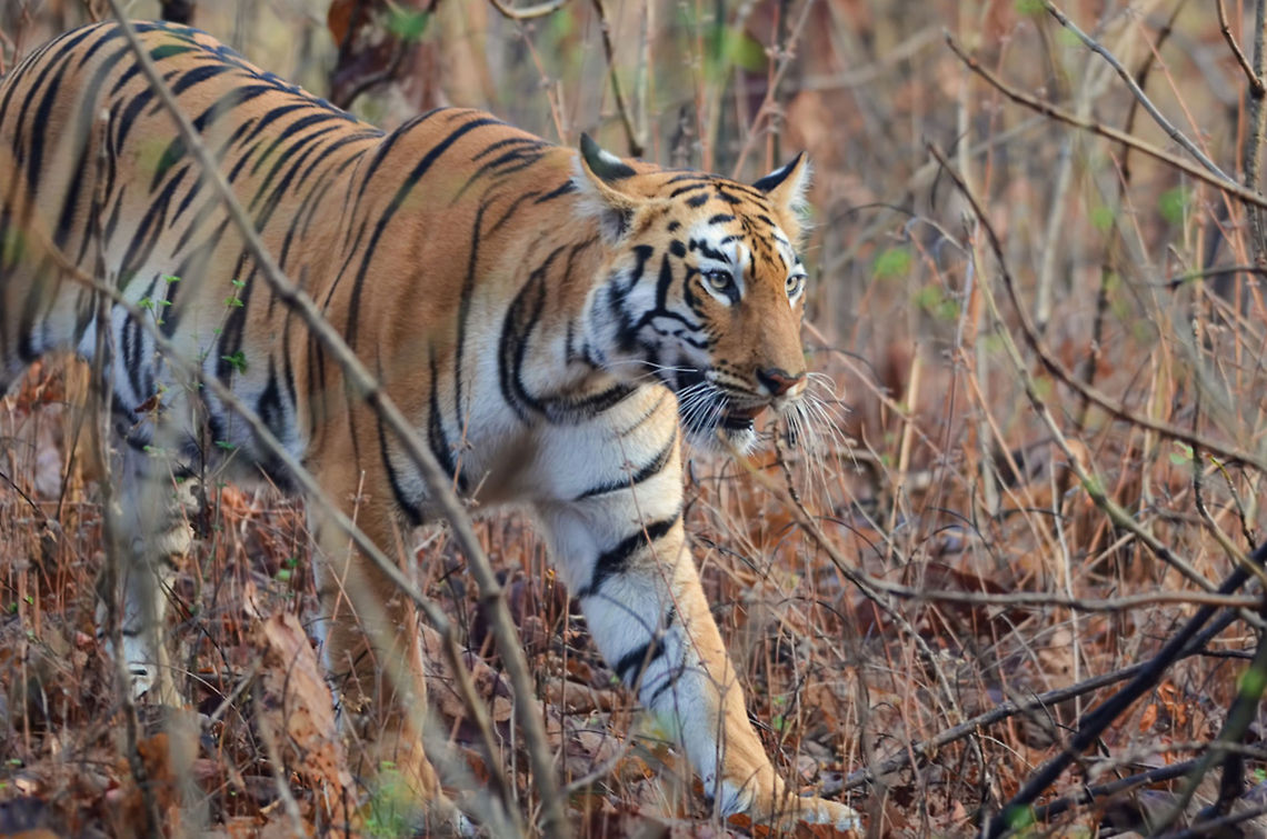 Tigress on prawl A young tigress, approximately 2 years is on prowl. Every morning, as a ritual, these beautiful cats go out for drinking water and check out the scent left by any intruder. This was one such day for her. She walked almost without any noise. This picture is taken at Tadoba Andhari Tiger Reserve, India in natural environment. Bengal tiger,Geotagged,India,Indian,Panthera tigris tigris,attention,daylight,female,fury,habitat,horizontal,looking,morning,natural,prowl,strips,tigress,walking,wild,wildlife