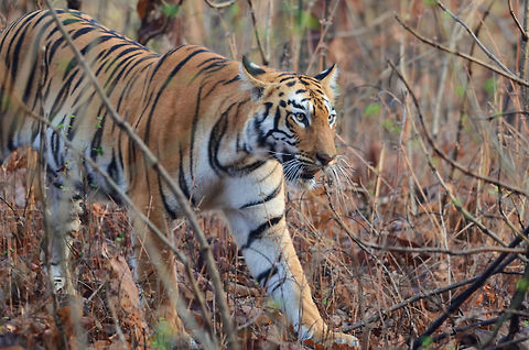 Tigress on prawl A young tigress, approximately 2 years is on prowl. Every morning, as a ritual, these beautiful cats go out for drinking water and check out the scent left by any intruder. This was one such day for her. She walked almost without any noise. This picture is taken at Tadoba Andhari Tiger Reserve, India in natural environment. Bengal tiger,Geotagged,India,Indian,Panthera tigris tigris,attention,daylight,female,fury,habitat,horizontal,looking,morning,natural,prowl,strips,tigress,walking,wild,wildlife