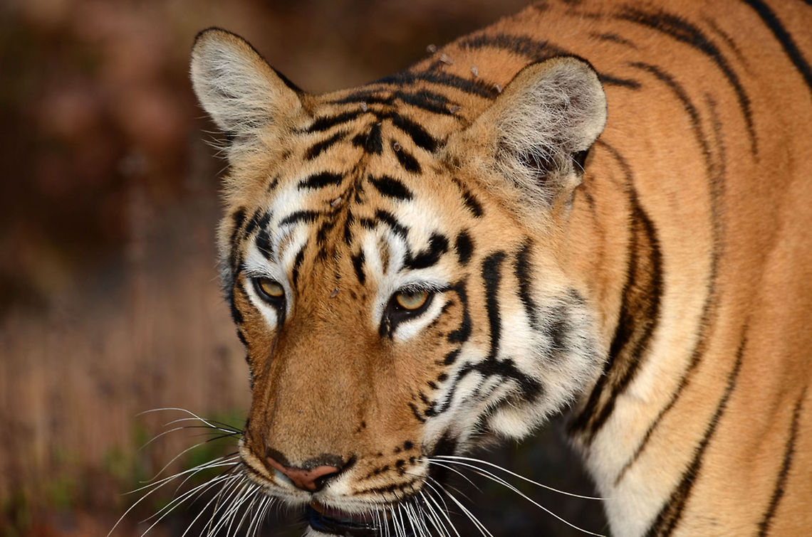 Head shot of a tigress This is a closeup of a tigress. This image is not cropped and with a 300mm attached, you can see how close it can get.<br />
Only if I could get the complete jaw.<br />
A young tigress, approximately 2 years is on prowl. Every morning, as a ritual, these beautiful cats go out for drinking water and check out the scent left by any intruder. This was one such day for her. She walked almost without any noise. This picture is taken at Tadoba Andhari Tiger Reserve, India in natural environment. Bengal tiger,Geotagged,India,Panthera tigris tigris,cat,female,forest,habitat,india,indian,natural,tigress,wild,wildlife